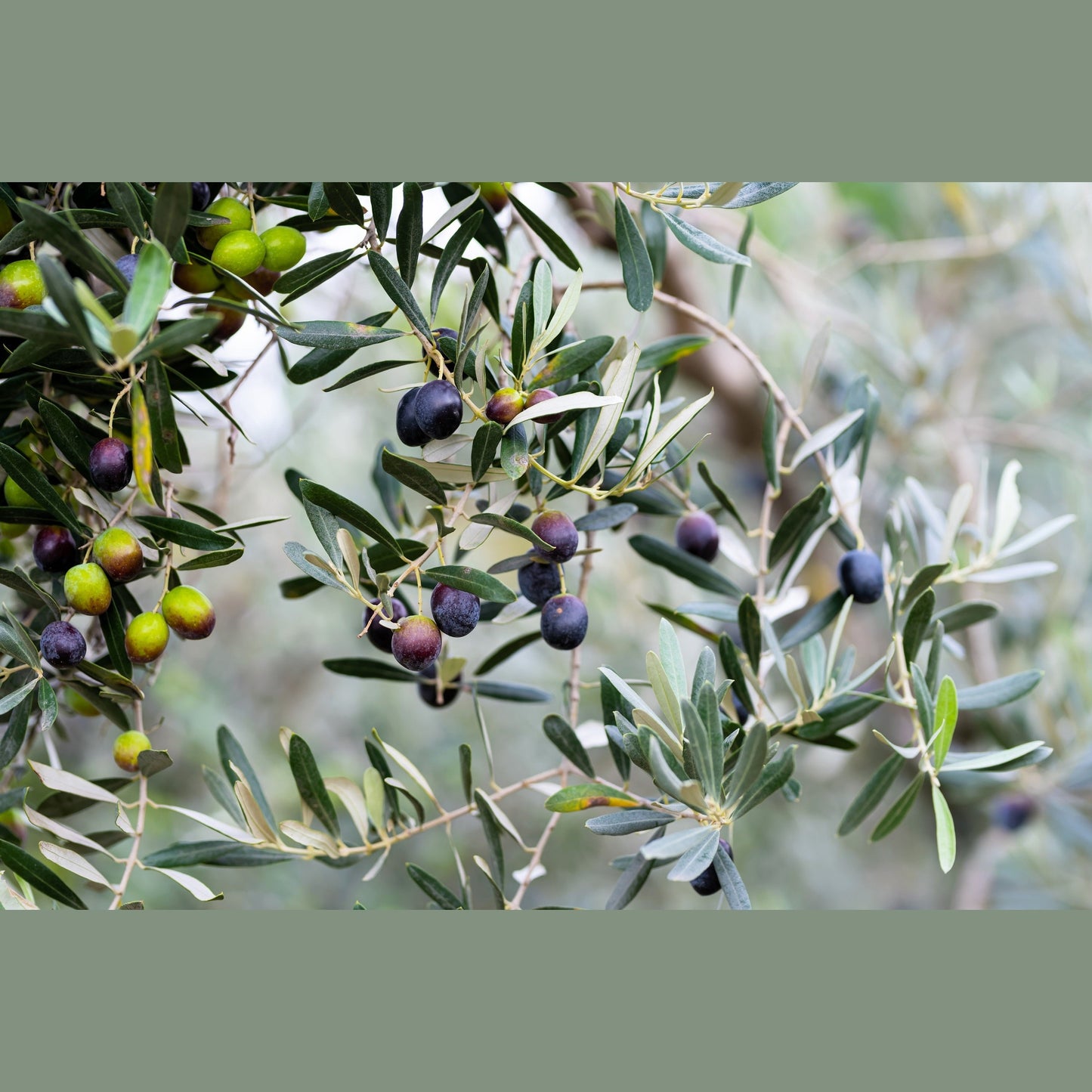 10 CANINO OLIVE TREE Olea Europaea Canino Edible European Common Green Black Fruit Seed