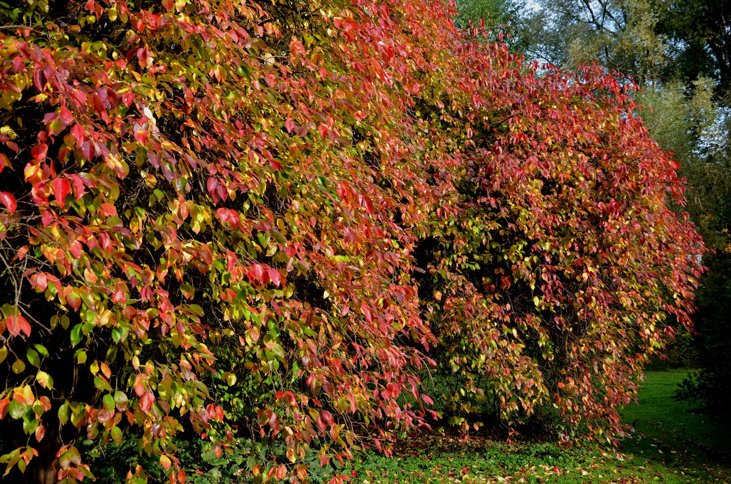 20 NANNYBERRY SWEET VIBURNUM Lentago Shrub Tree Blue Black Berry Fruit White Flower Seeds