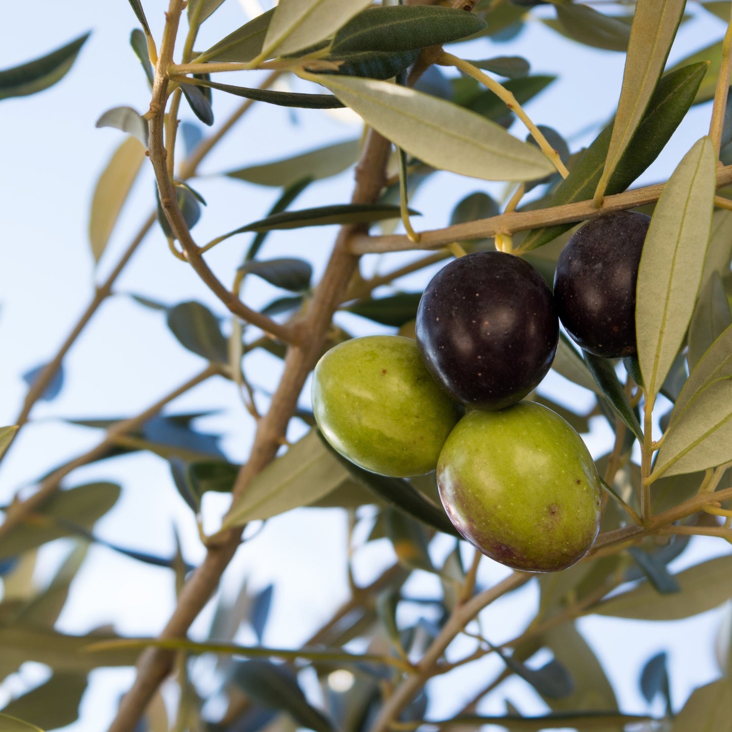 10 CANINO OLIVE TREE Olea Europaea Canino Edible European Common Green Black Fruit Seed