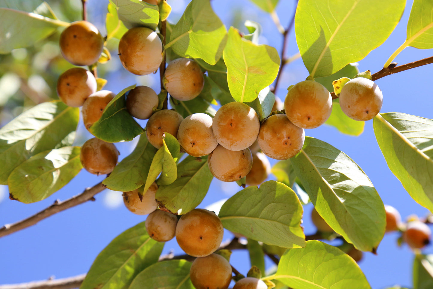 10 ITALIAN PERSIMMON TREE Dateplum Date Plum Fruit Diospyros Lotus Seeds