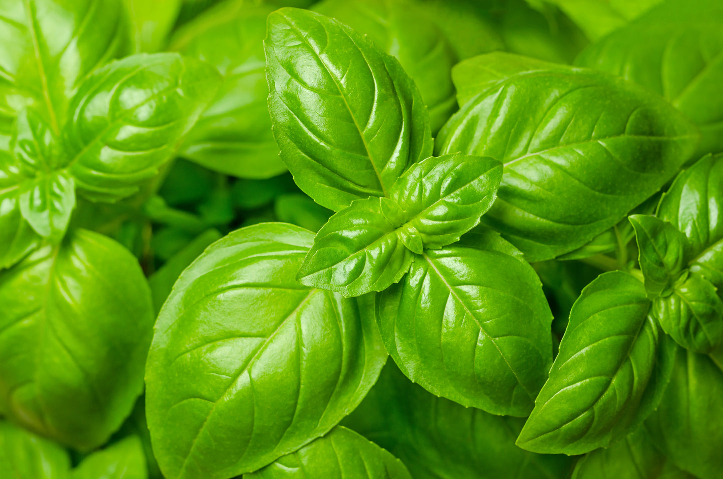 1500 SWEET BASIL Ocimum Basilicum Herb White Flower Seeds