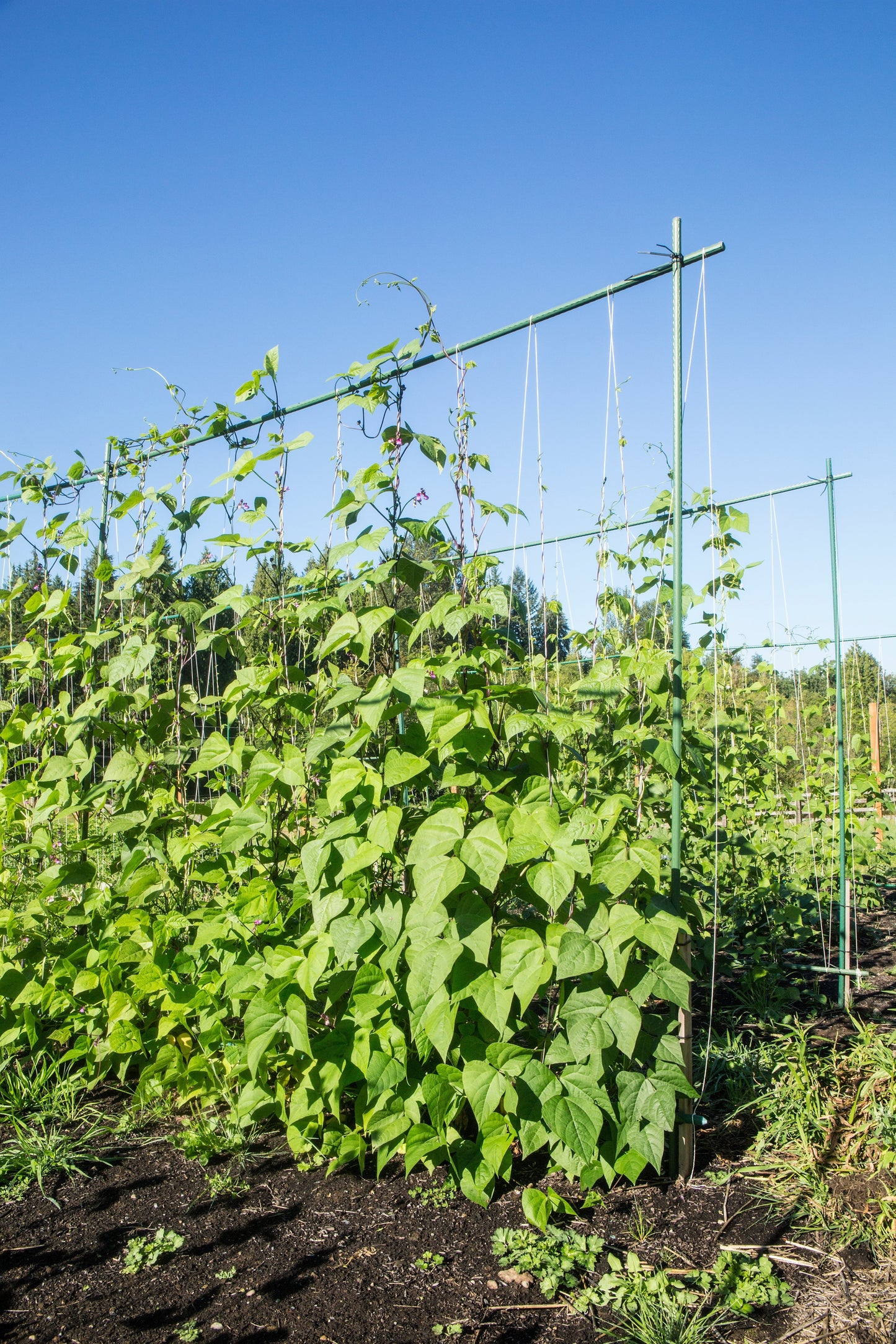 50 KENTUCKY WONDER Pole BEAN Phaseolus Vulgaris Vegetable Seeds