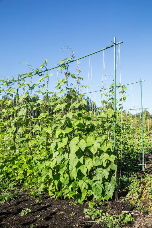 50 KENTUCKY WONDER Pole BEAN Phaseolus Vulgaris Vegetable Seeds