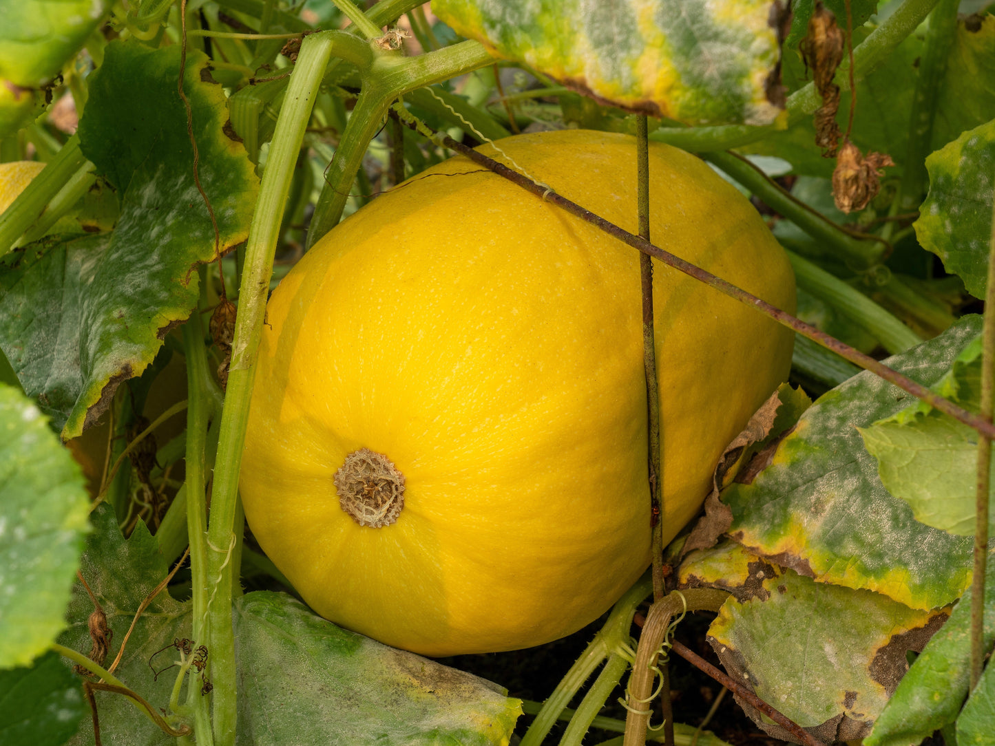 50 VEGETABLE SPAGHETTI SQUASH Winter Cucurbita Pepo Seeds