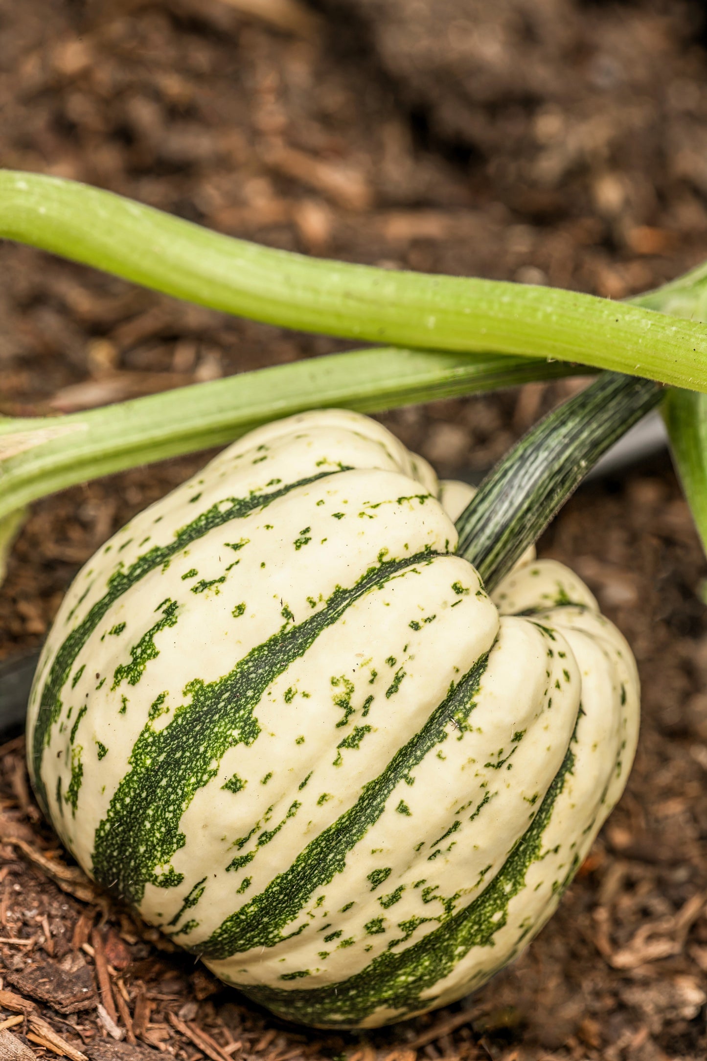 25 SWEET DUMPLING SQUASH Orange Winter Delicata Cucurbita Maxima Vegetable Seeds