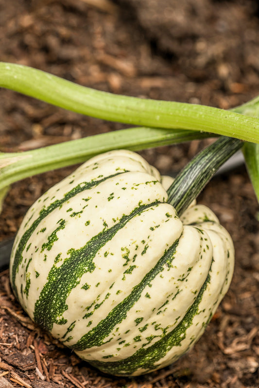 25 SWEET DUMPLING SQUASH Orange Winter Delicata Cucurbita Maxima Vegetable Seeds