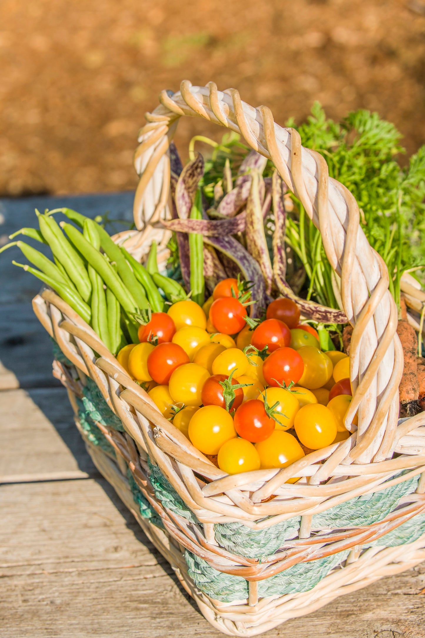 50 KENTUCKY WONDER Pole BEAN Phaseolus Vulgaris Vegetable Seeds