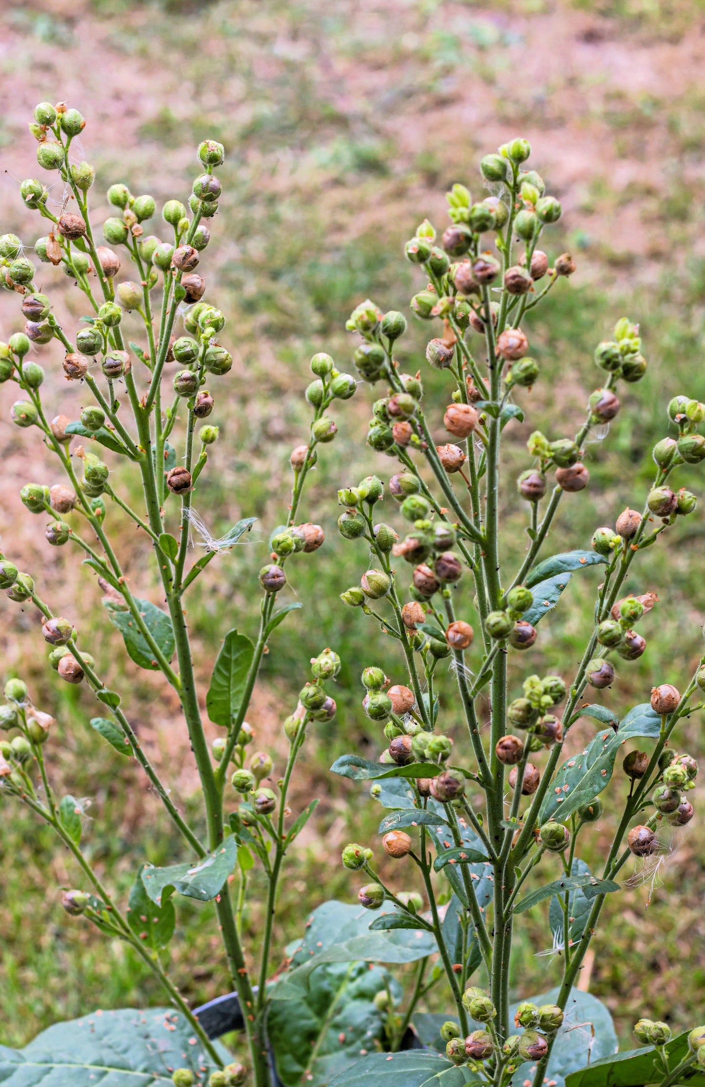 250 TREE TOBACCO Nicotiana Glauca Yellow Trumpet Flower Herb Shrub Seeds