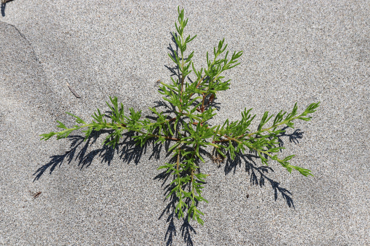 75 SALTWORT Okahijiki Japanese Greens Salsola Komarovii Leaf Vegetable Seeds