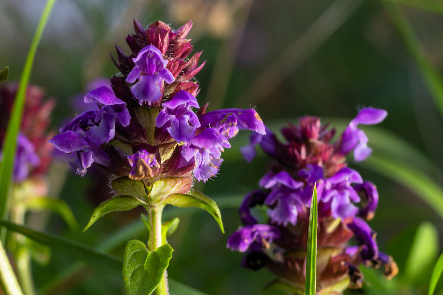100 HEAL ALL Self Heal Prunella Vulgaris Purple Herb Flower Seeds