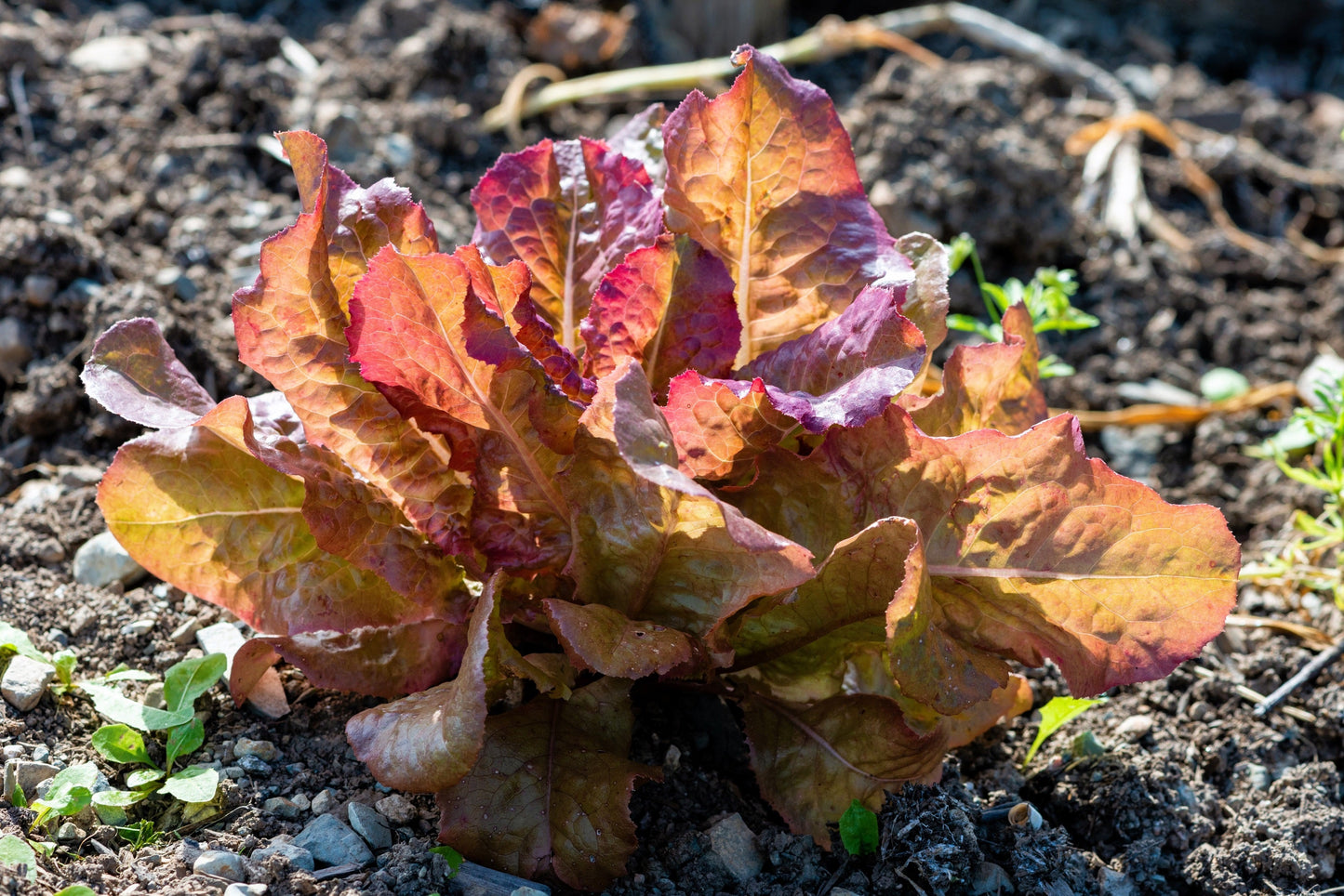3000 RED ROMAINE LETTUCE Lactuca Sativa Vegetable Seeds
