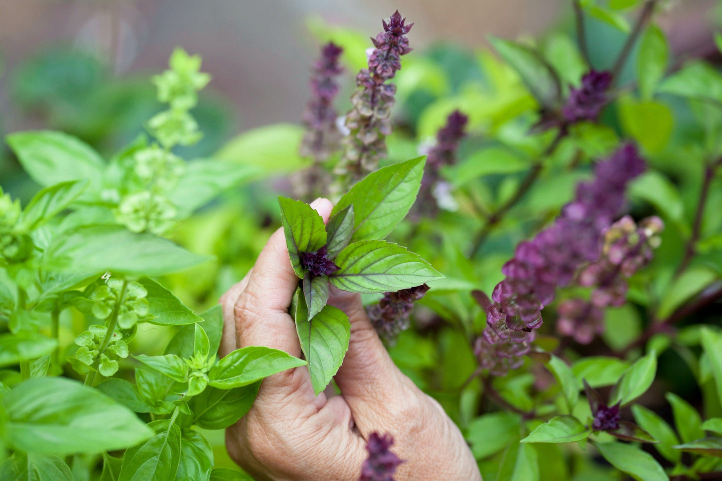 1000 CINNAMON BASIL Ocimum Basilicum HERB Flower Seeds