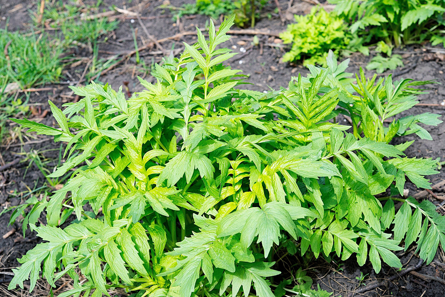 250 VALERIAN (Garden Heliotrope / Heal All) Valeriana Officinalis Herb Flower Seeds