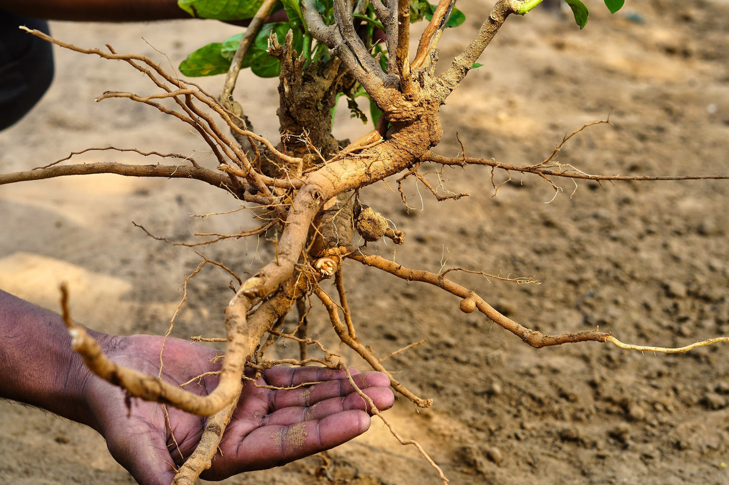 50 INDIAN GINSENG Withania Somnifera Ashwaganda Herb Flower Seeds