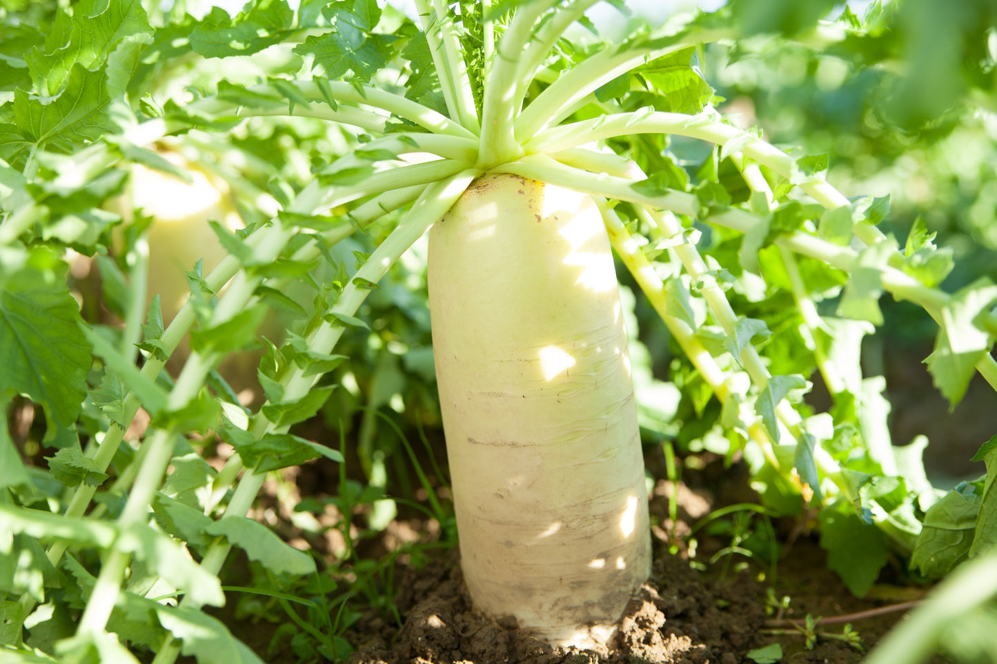 500 JAPANESE MINOWASE RADISH Huge Daikon White Raphanus Sativus Vegetable Seeds