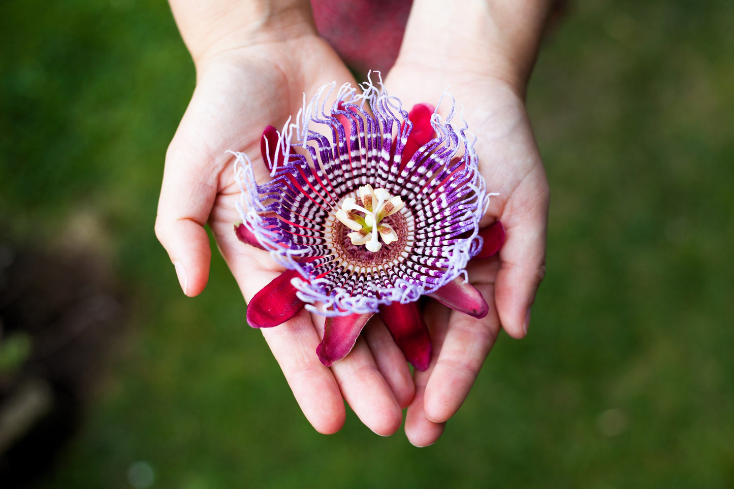 5 GIANT GRANADILLA Red Passion Flower Passiflora Quadrangularis Yellow Fruit Vine Seeds