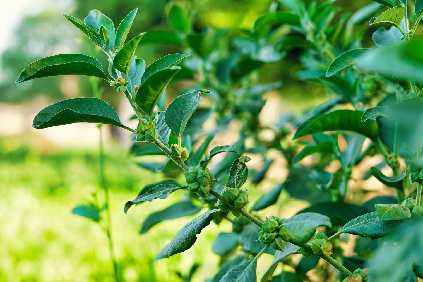 50 INDIAN GINSENG Withania Somnifera Ashwaganda Herb Flower Seeds