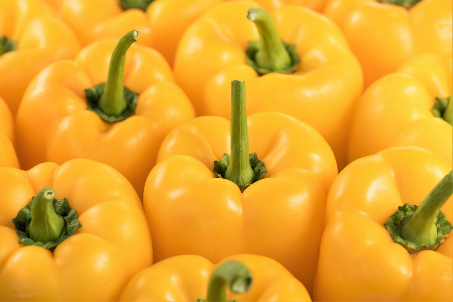 100 Golden YELLOW BELL PEPPER California Wonder Capsicum Annuum Vegetable Seeds