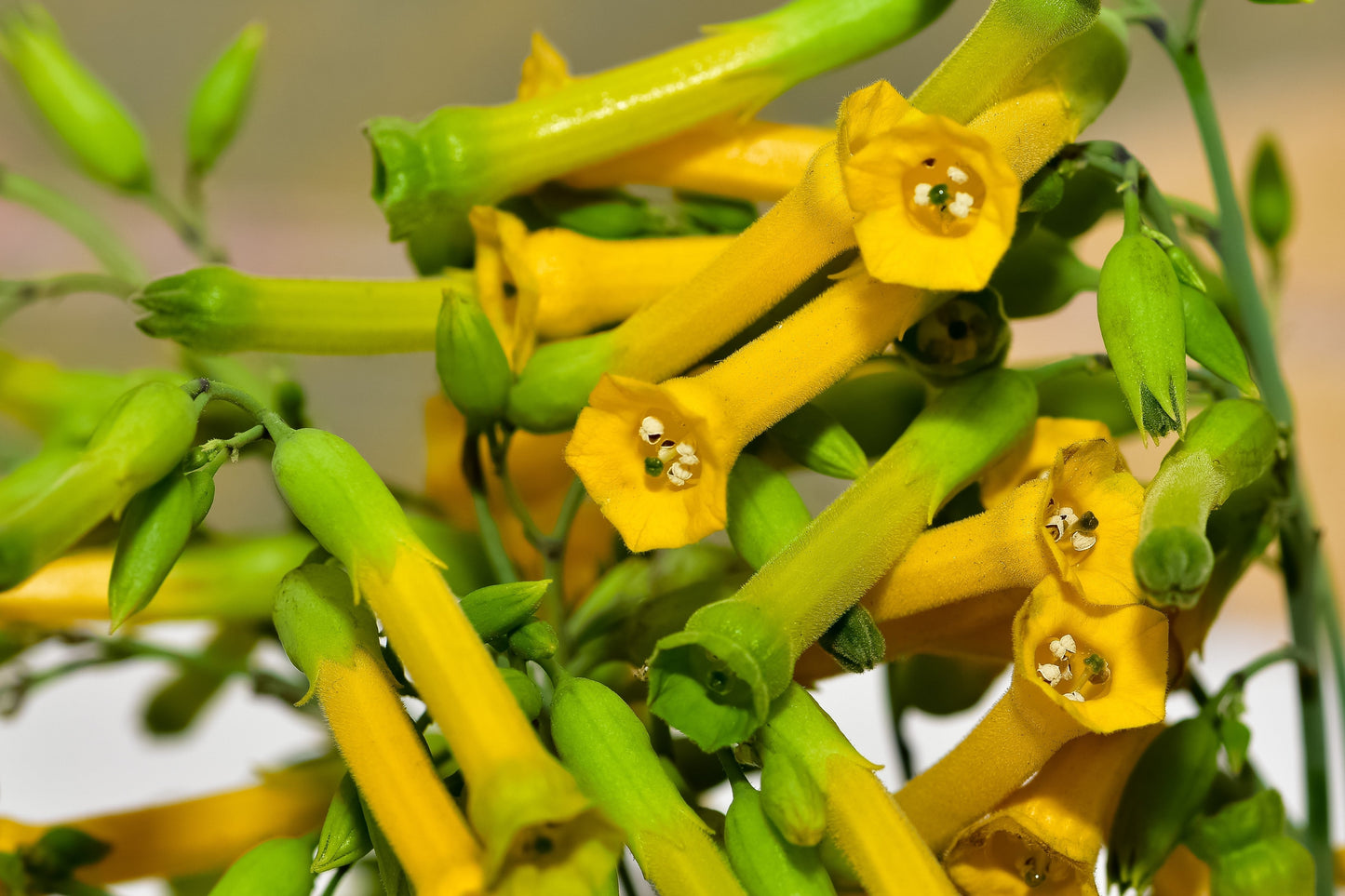 250 TREE TOBACCO Nicotiana Glauca Yellow Trumpet Flower Herb Shrub Seeds