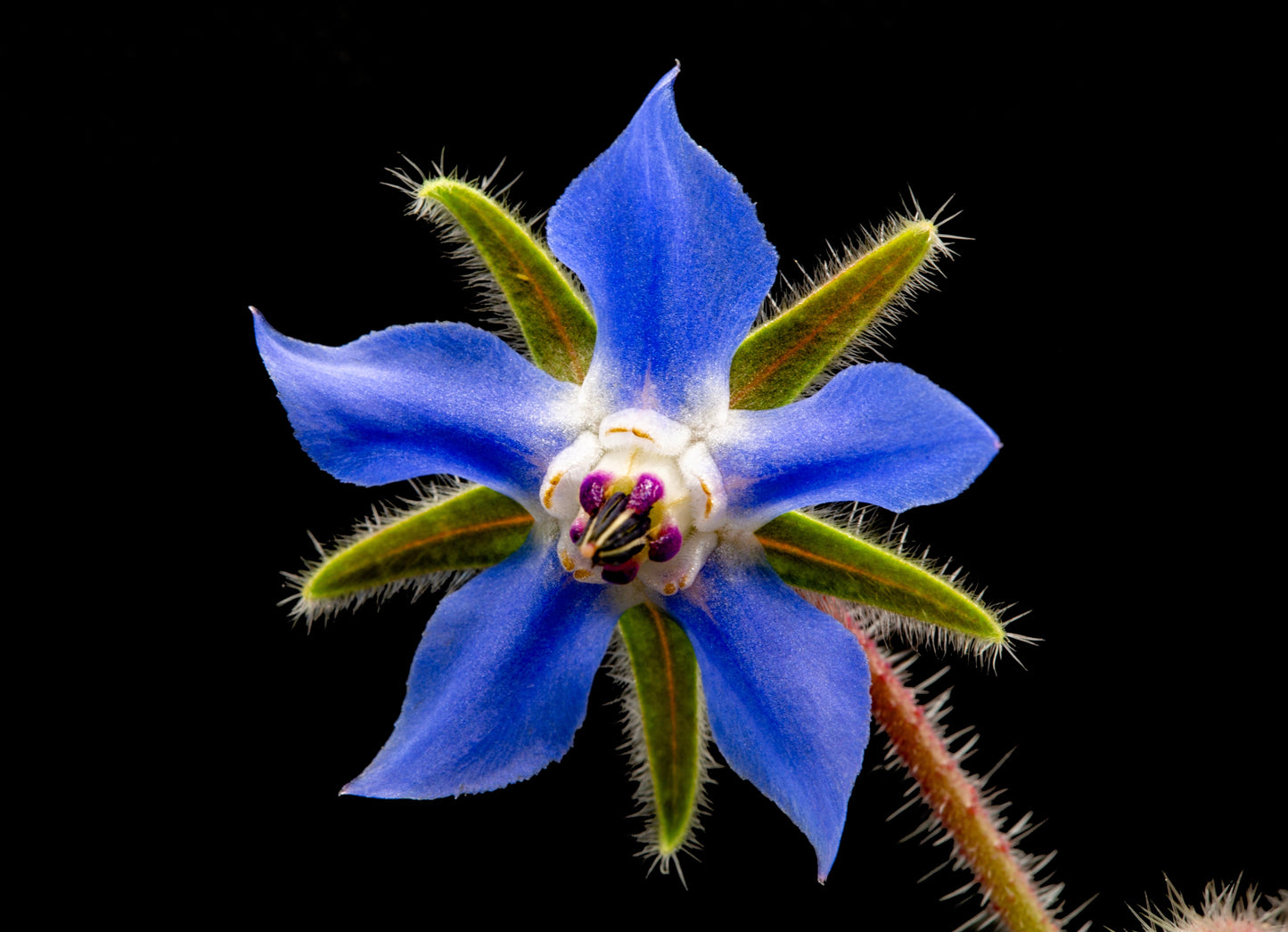 100 Blue Star BORAGE HERB Borago Officinalis Flower Seeds