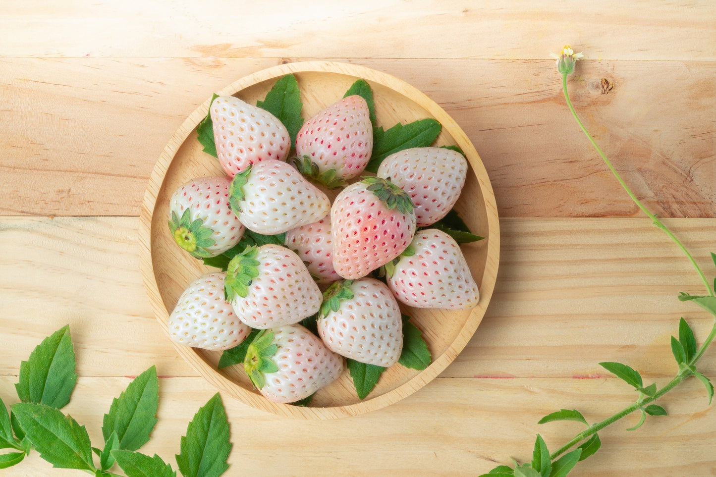 100 WHITE SOUL STRAWBERRY Fragaria Vesca Fruit Flower Berry Seeds