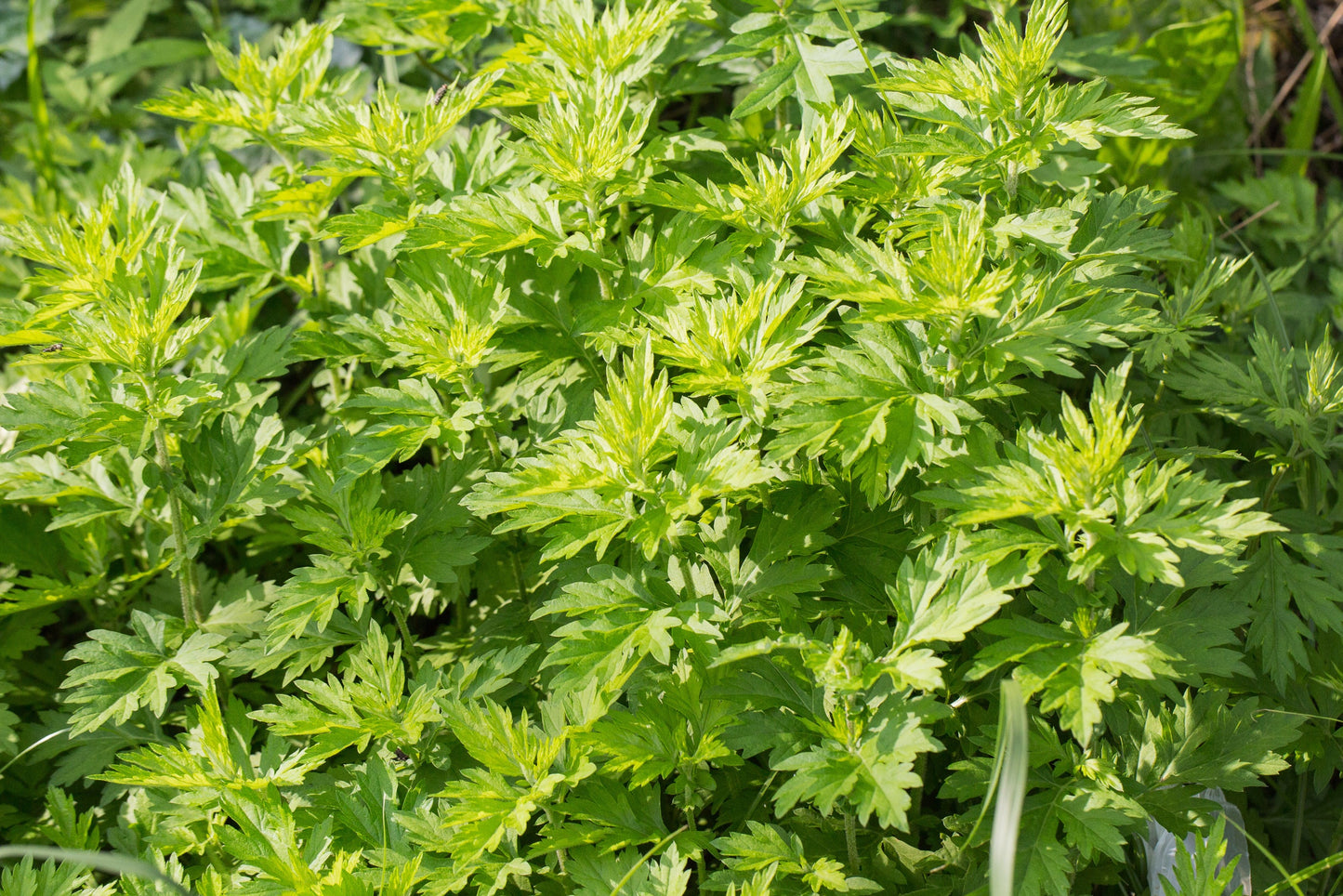 1000 COMMON MUGWORT Artemisia Vulgaris Wild Wormwood Herb Yellow Red Flower Seeds