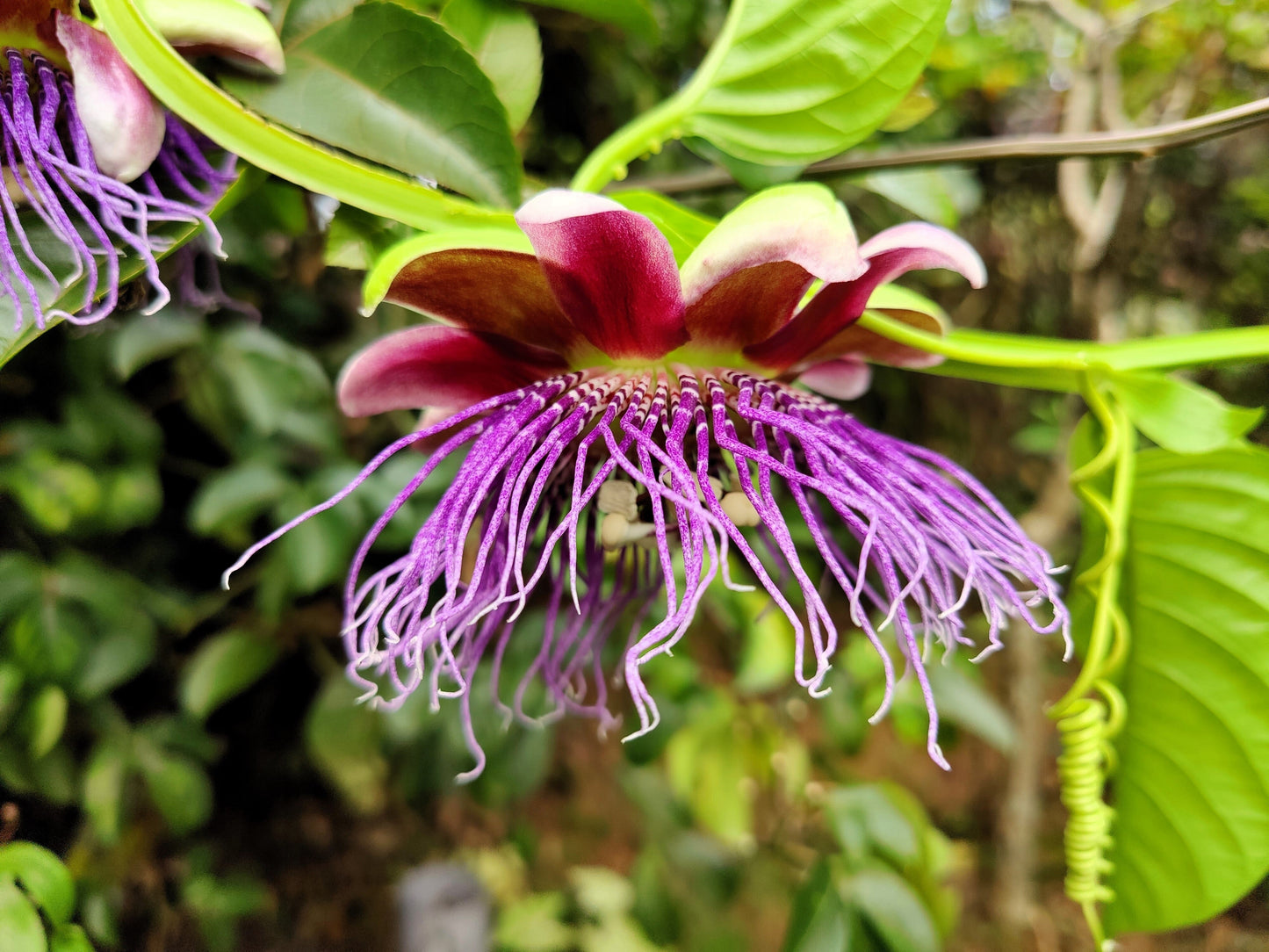 5 GIANT GRANADILLA Red Passion Flower Passiflora Quadrangularis Yellow Fruit Vine Seeds