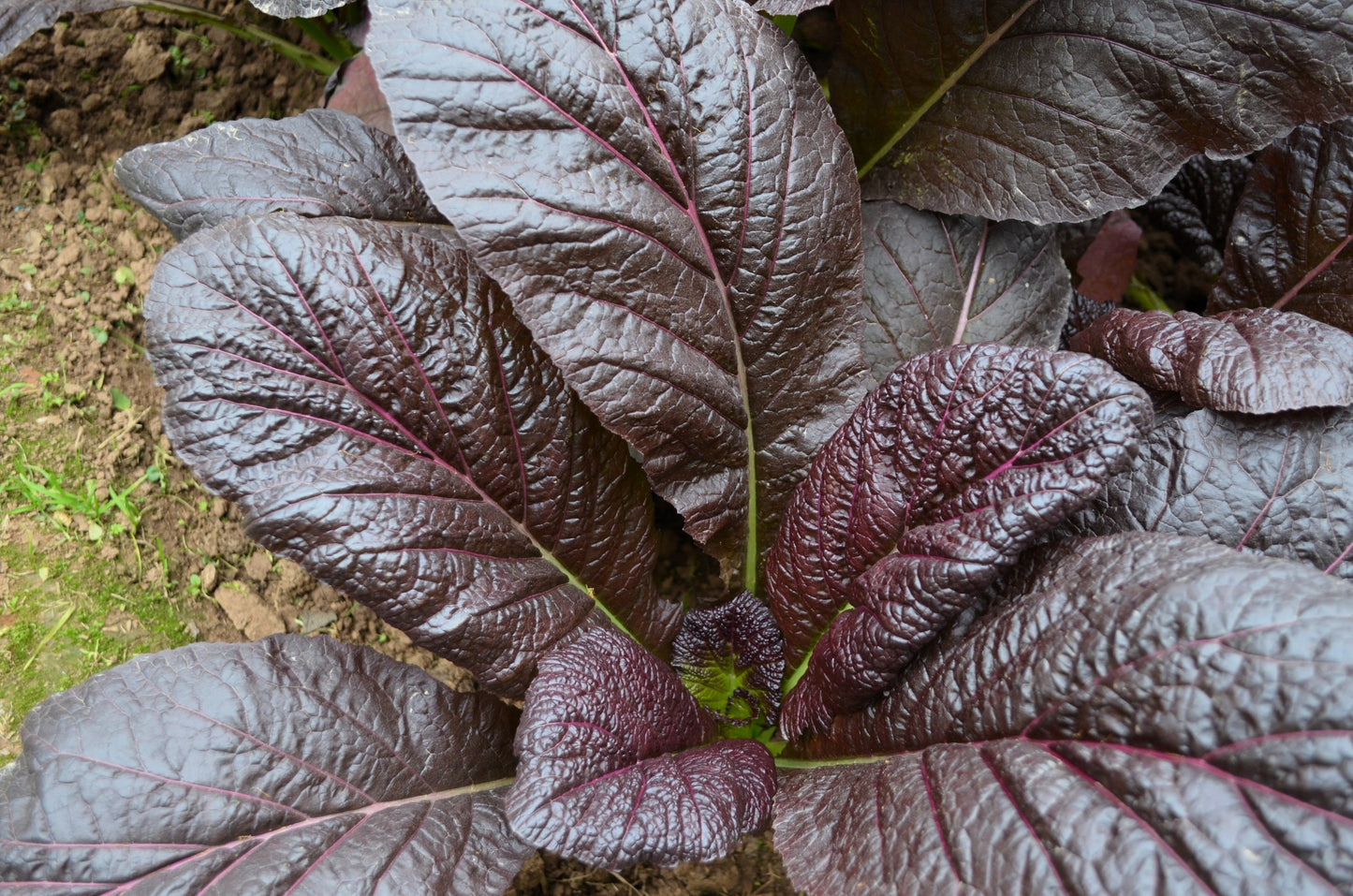 1500 RED GIANT MUSTARD Ornamental Japanese Greens Herb Vegetable Brassica Seeds