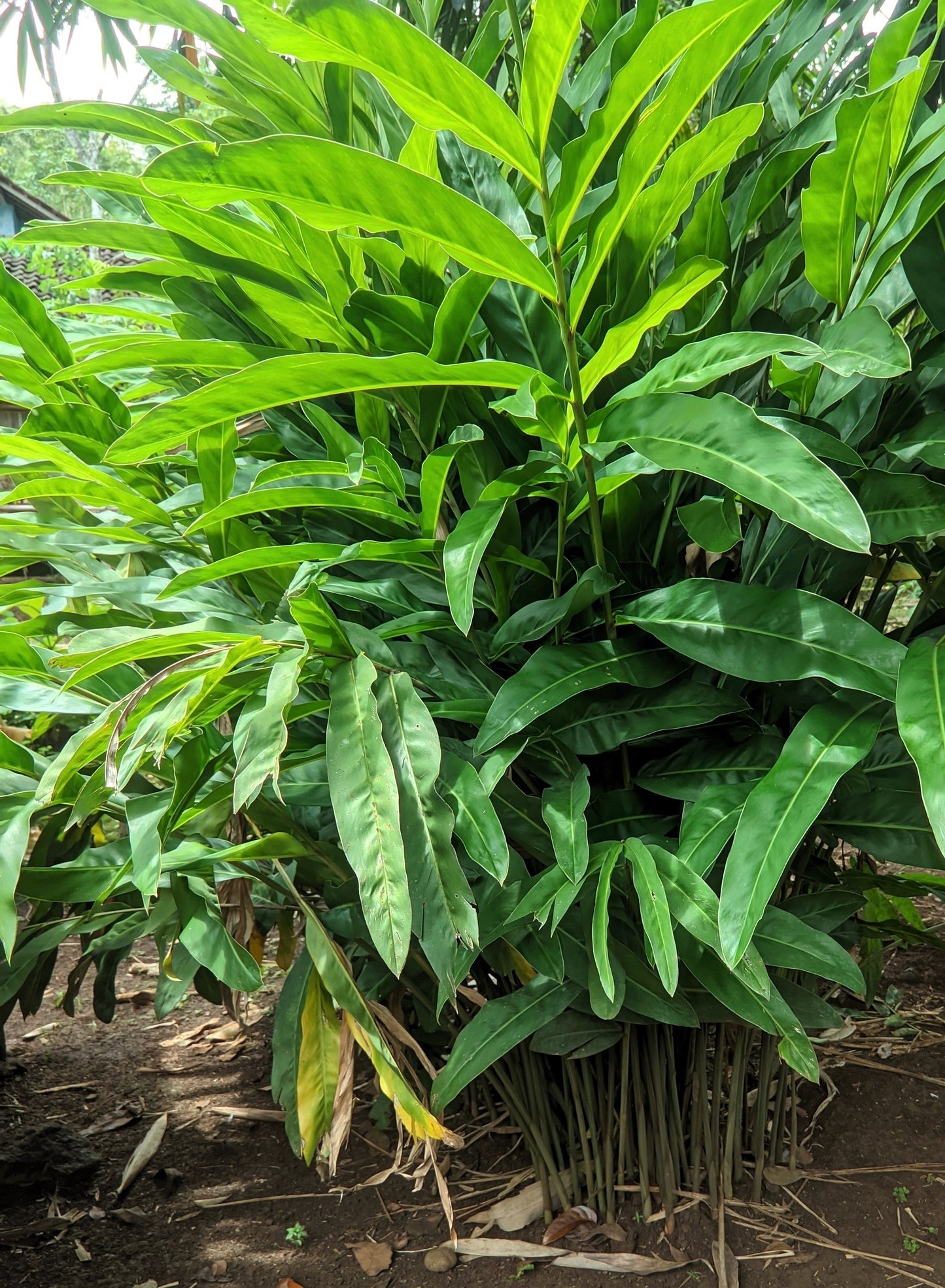 5 CARDAMON CARDAMOM Elettaria Cardamomum HERB Flower Shrub Tree Seeds