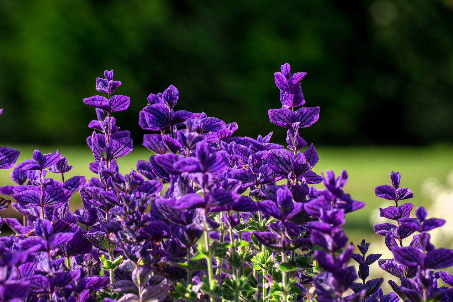 50 BLUE Monday CLARY SAGE Salvia Viridis Horminum Herb Flower Seeds