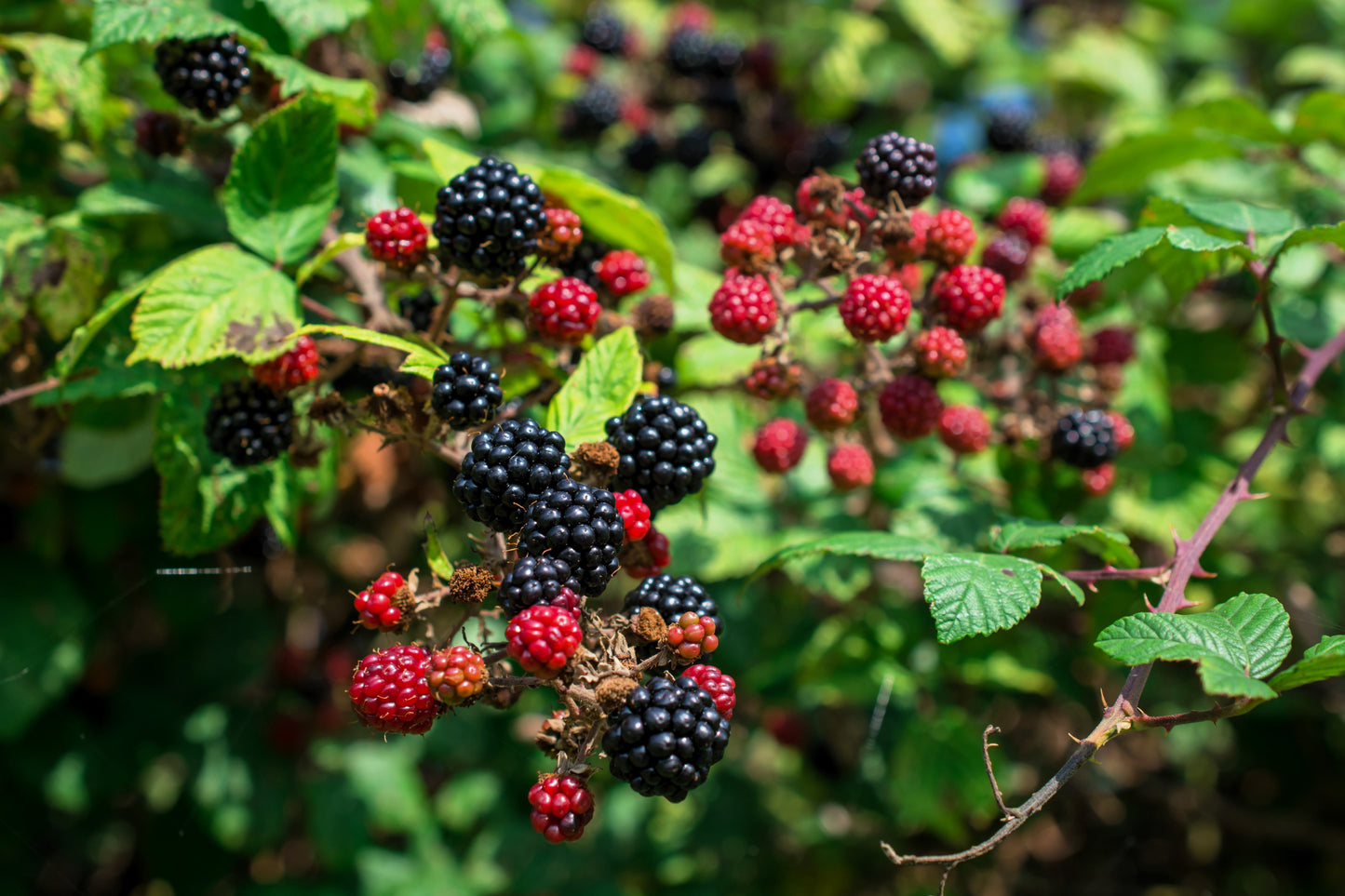 25 TRAILING BLACKBERRY Pacific Rubus Ursinus Vining Shrub Fruit Berry Seeds