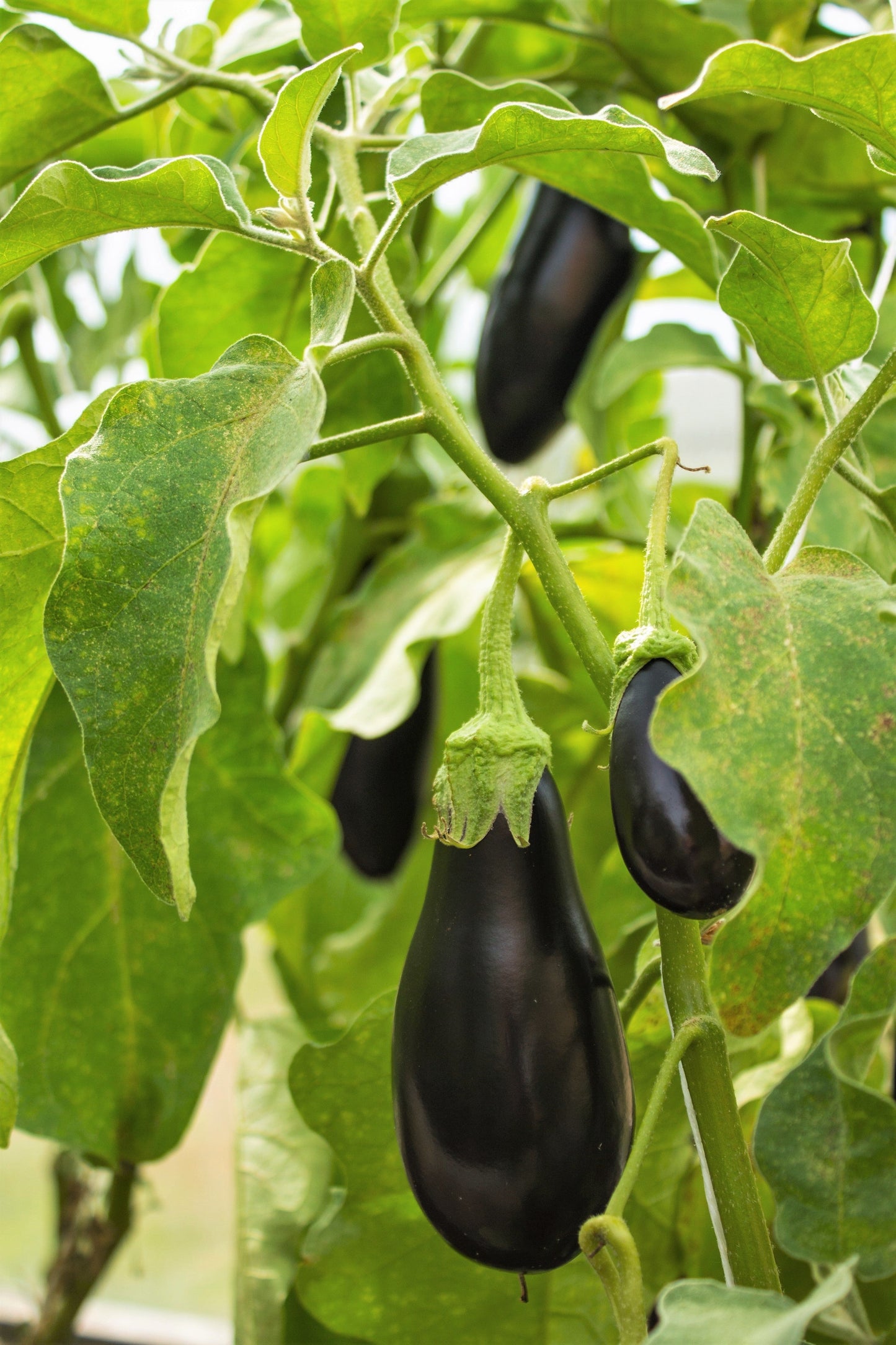 300 FLORIDA MARKET EGGPLANT Purple Aubergine Solanum Melongena Vegetable Seeds