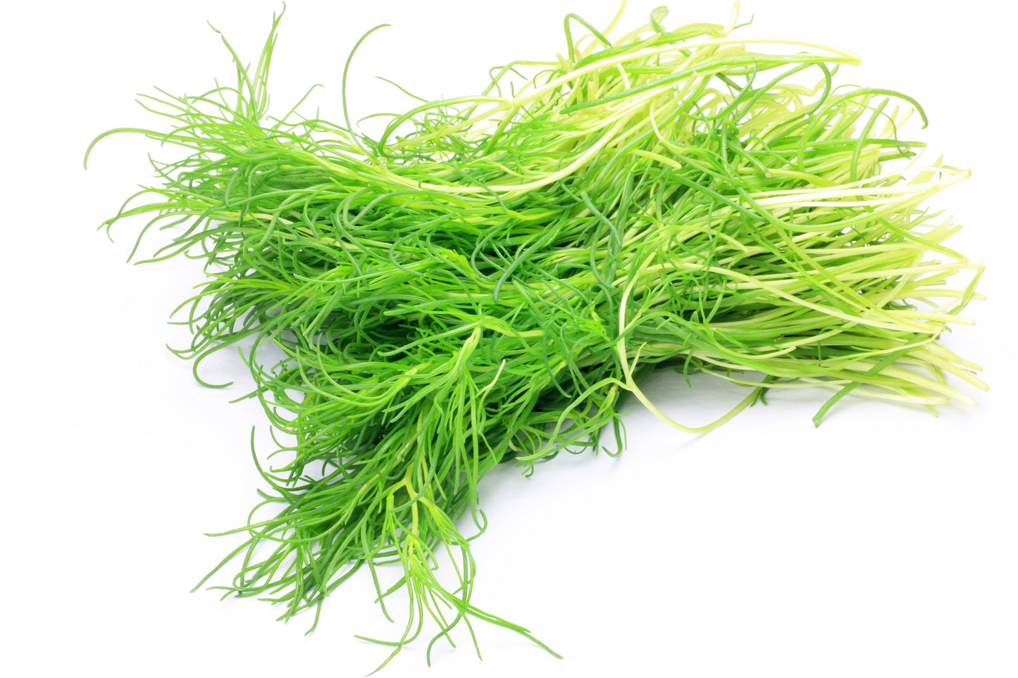 75 SALTWORT Okahijiki Japanese Greens Salsola Komarovii Leaf Vegetable Seeds