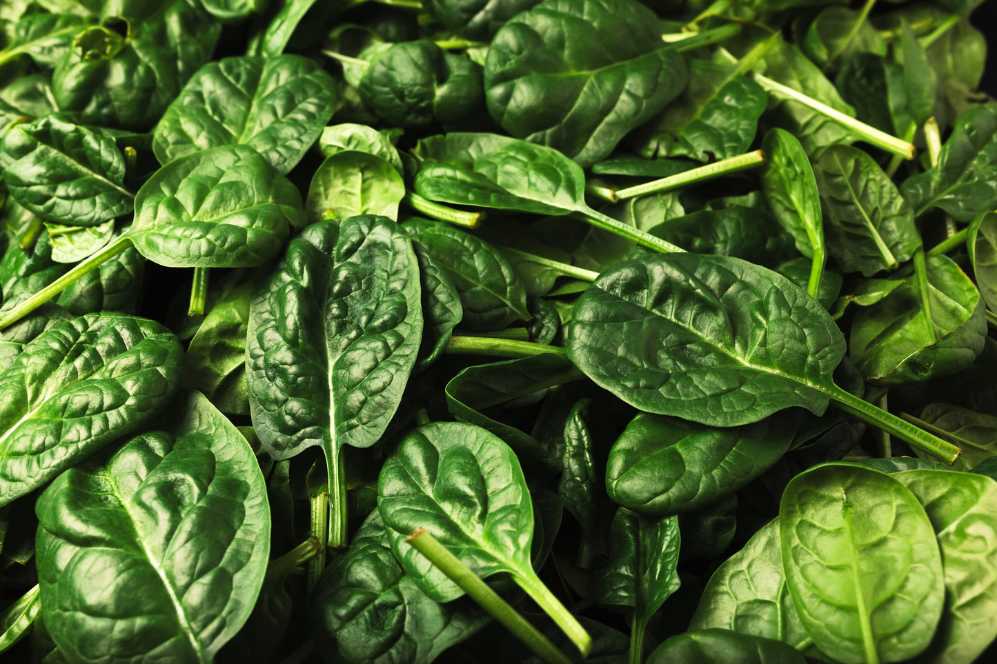1500 BLOOMSDALE SPINACH Spinacia Oleracea Vegetable Seeds
