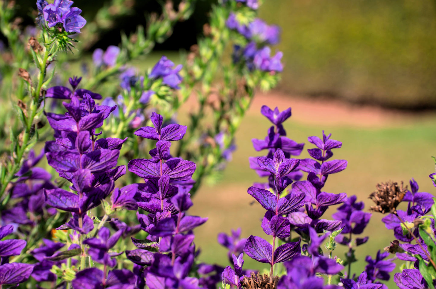 50 BLUE Monday CLARY SAGE Salvia Viridis Horminum Herb Flower Seeds