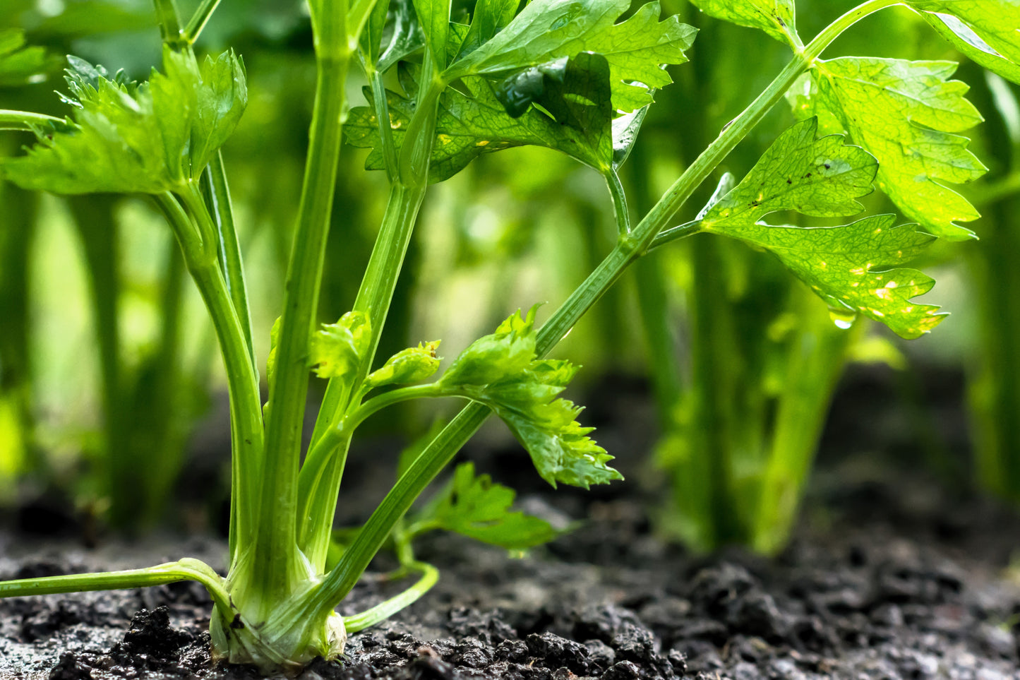 2000 CUTTING LEAF CELERY Apium Graveolens Soup Vegetable Herb Seeds