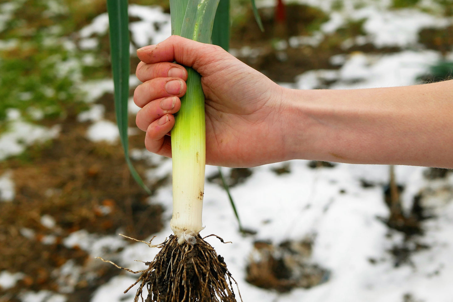 800 AMERICAN FLAG LEEK (Large Leek) Allium Porrum Vegetable Seeds