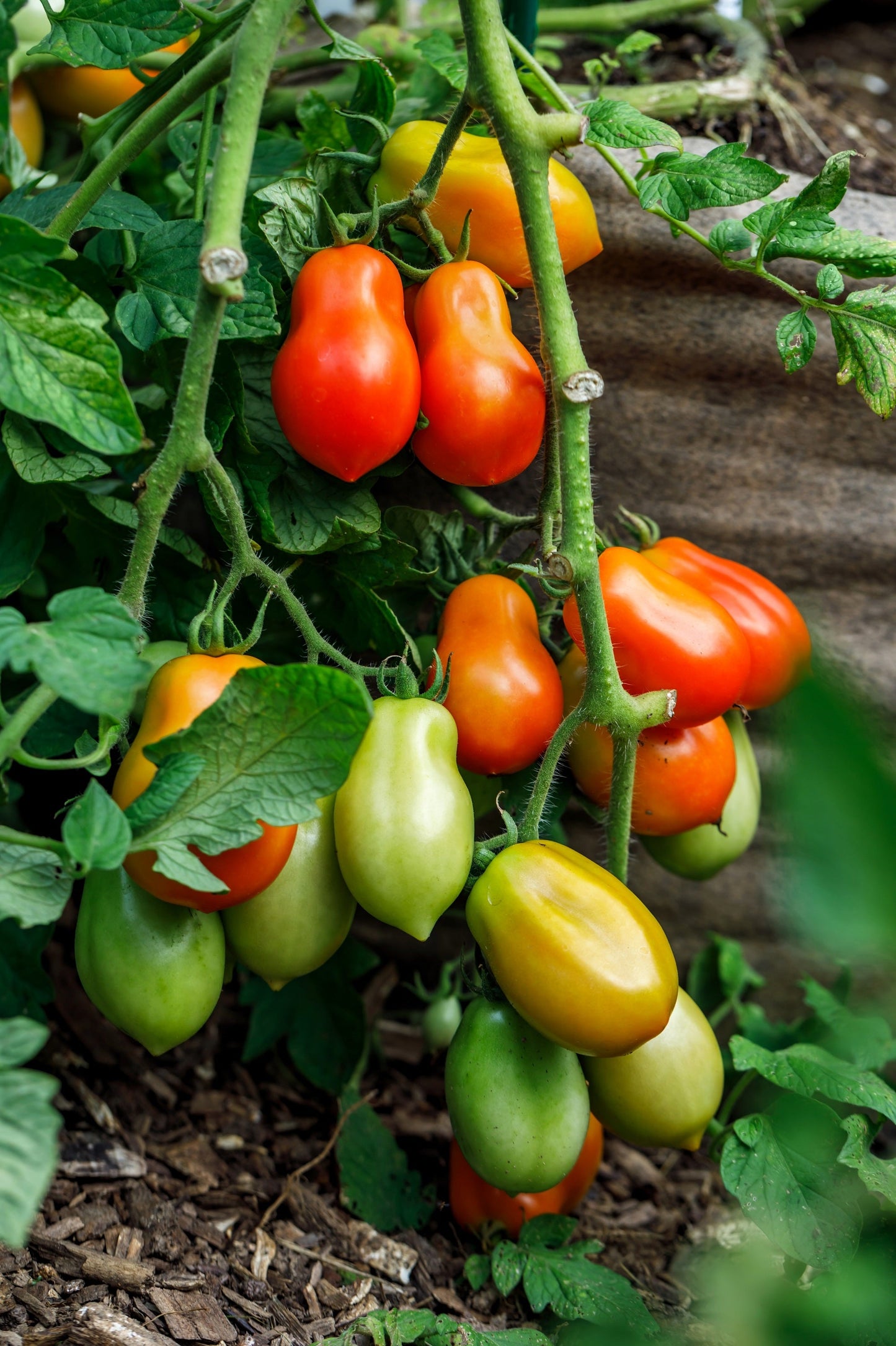 500 ITALIAN ROMA TOMATO Lycopersicon Lycopersicum Fruit Vegetable Seeds