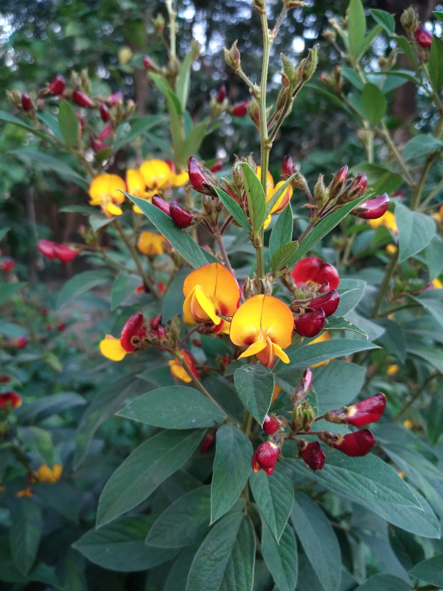 30 PIGEON PEA Dhal Gungo Puerto Rico Bean Cajanus Cajan Vegetable Seeds