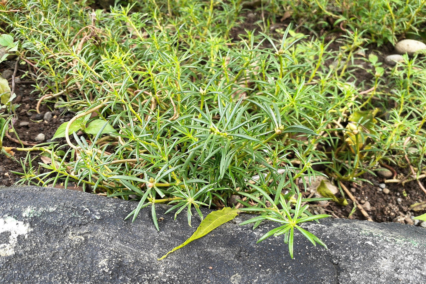 75 SALTWORT Okahijiki Japanese Greens Salsola Komarovii Leaf Vegetable Seeds