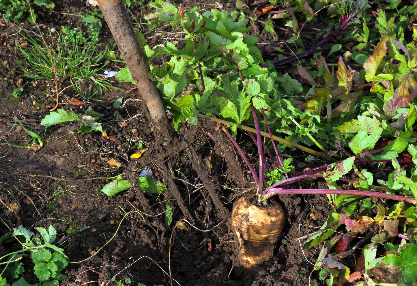 1000 PARSNIP Improved HOLLOW CROWN Pastinaca Sativa White Root Vegetable Seeds
