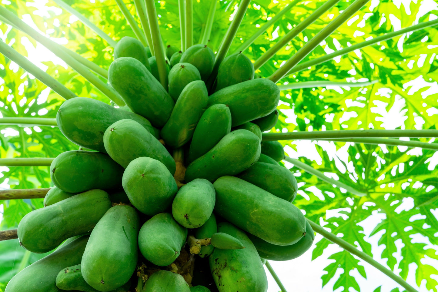 30 PAPAYA MELON Fruit TREE Carica Papaya Seeds