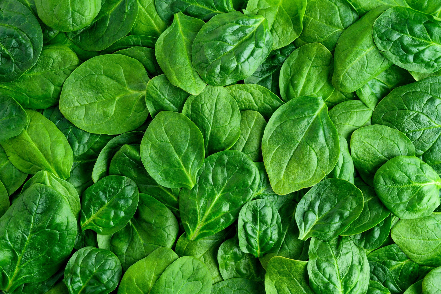 400 Monstrueux De VIROFLAY SPINACH French Spinacia Oleracea Vegetable Seeds