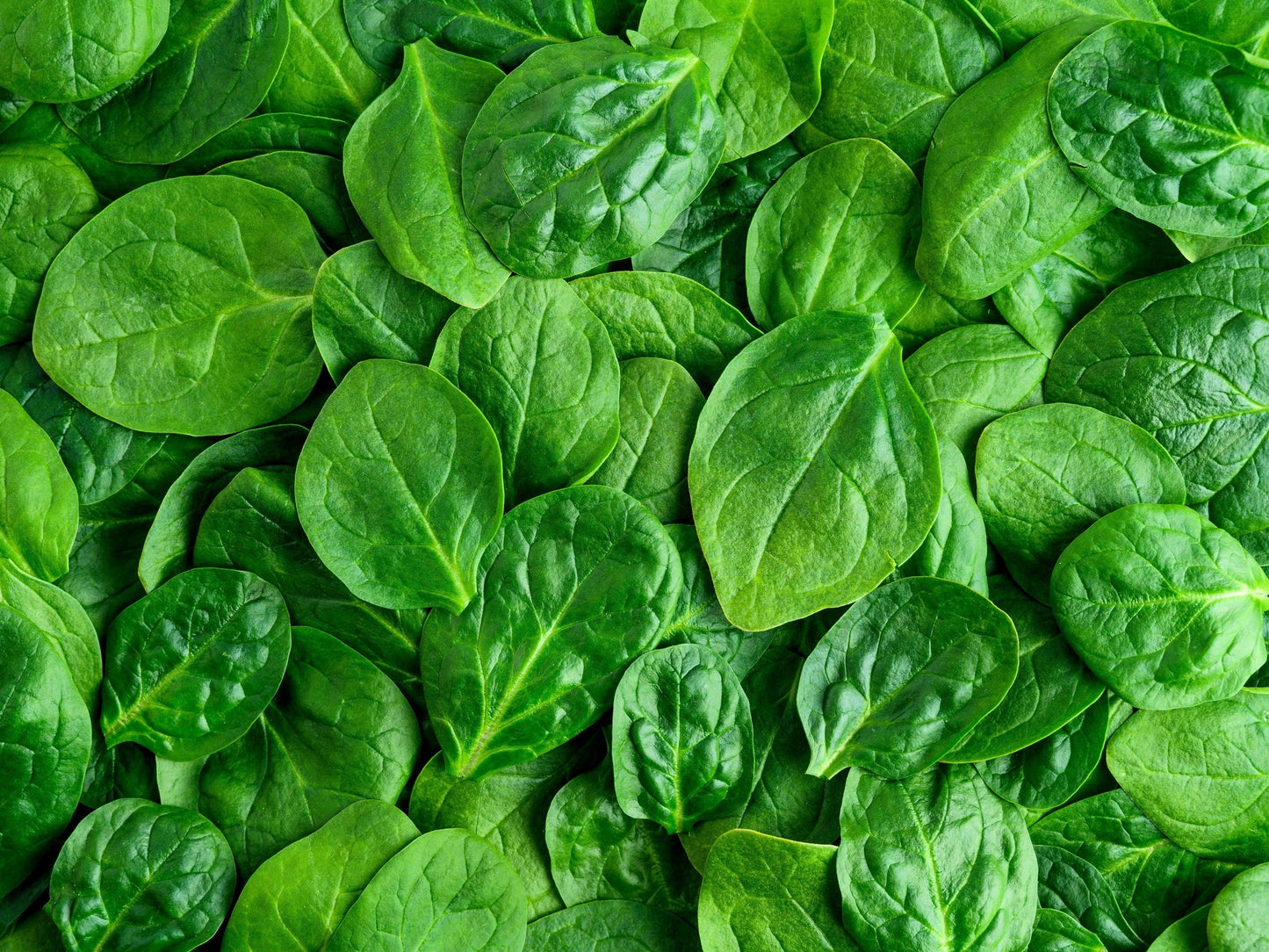 400 Monstrueux De VIROFLAY SPINACH French Spinacia Oleracea Vegetable Seeds