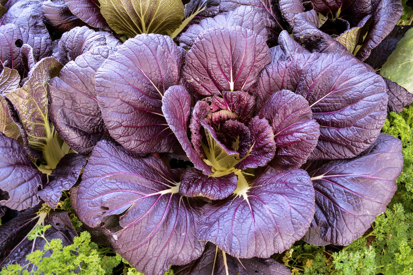 1500 RED GIANT MUSTARD Ornamental Japanese Greens Herb Vegetable Brassica Seeds