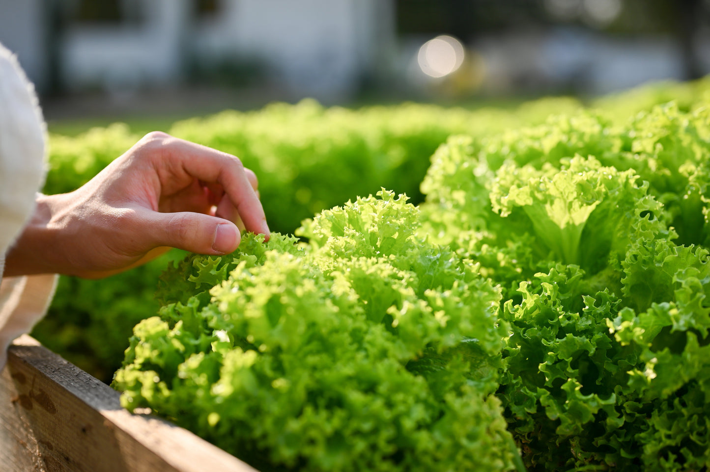 3000 Black Seeded Simpson LEAF LETTUCE Lactuca Sativa Vegetable Seeds