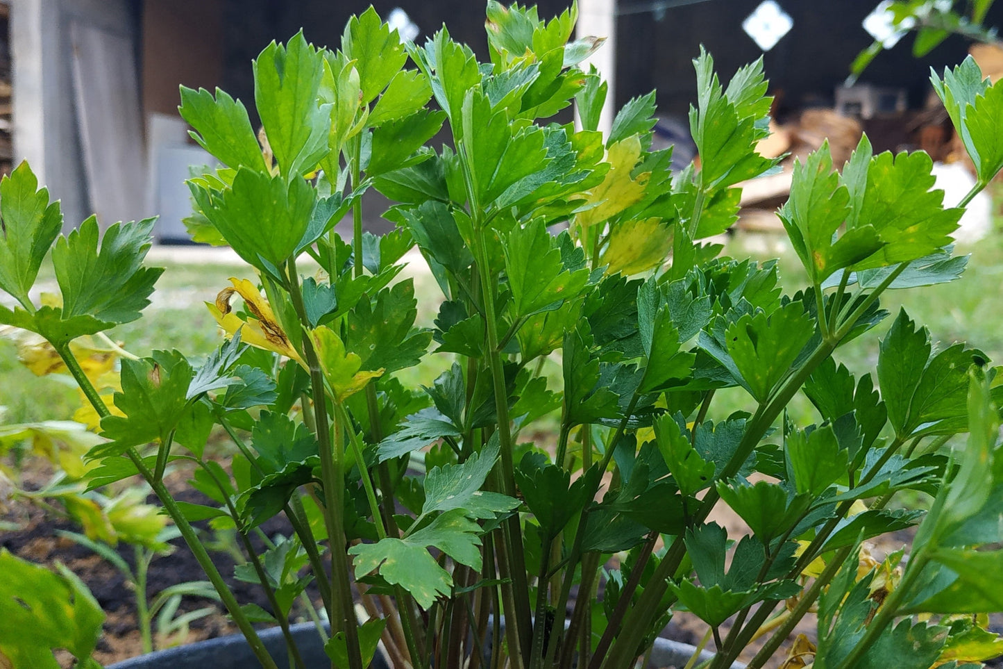 2000 CUTTING LEAF CELERY Apium Graveolens Soup Vegetable Herb Seeds