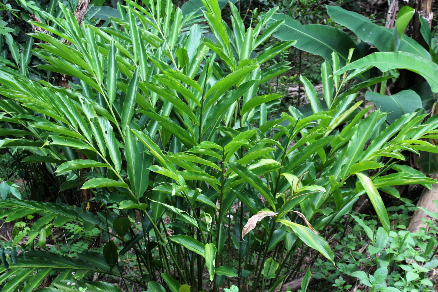 5 CARDAMON CARDAMOM Elettaria Cardamomum HERB Flower Shrub Tree Seeds