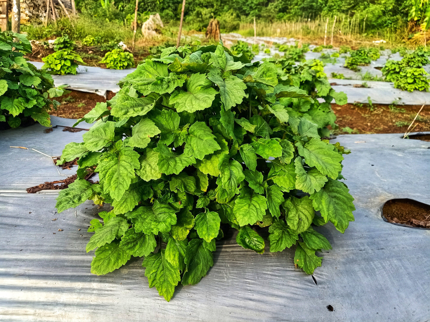 5 TRUE PATCHOULI SHRUB Fragrant Patchouly Pogostemon Cablin Herb Seeds