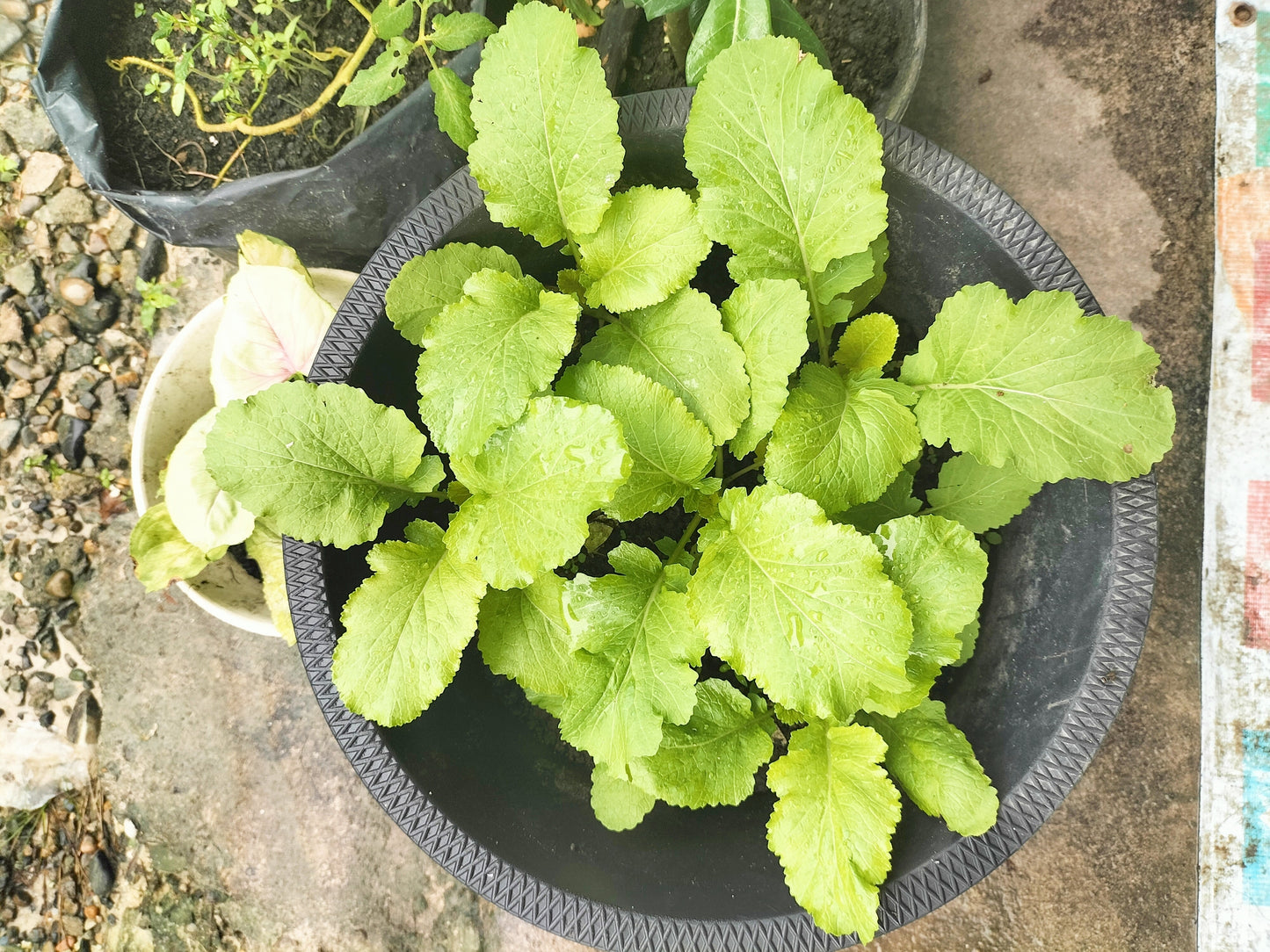 1000 BROWN MUSTARD Brassica Juncea Vegetable Herb Seeds